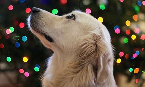 Dog in front of Christmas lights
