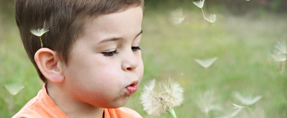 Blowing Daffodil